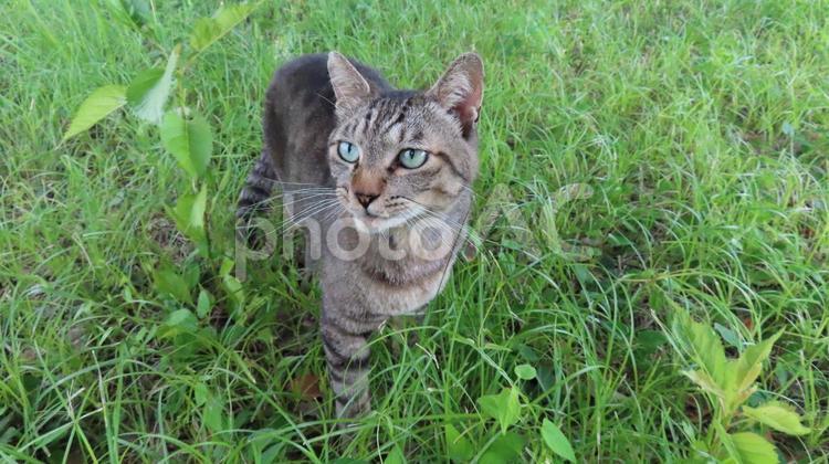 颯爽とパトロールに繰り出すもふもふな猫様 猫,キジトラ,巡回の写真素材
