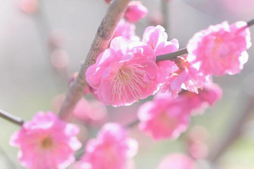梅の花の花背景素材 梅,年賀状,梅の花の写真素材