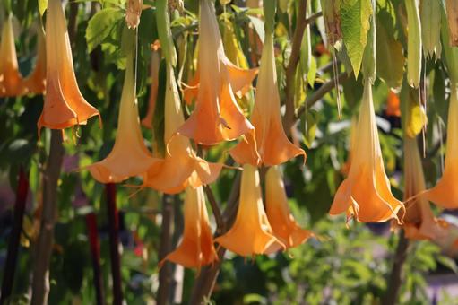 オレンジ色のエンジェルトランペットの花 オレンジ色,エンジェルトランペット,花の写真素材