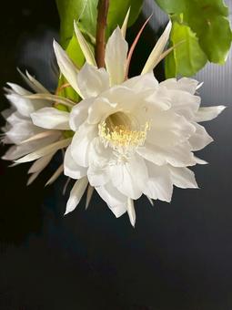 月下美人 開花 月下美人 開花の写真