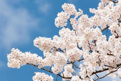 青空に映える満開の桜 4 桜,ソメイヨシノ,サクラの写真素材