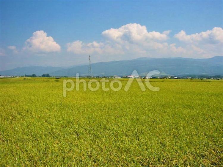 秋の日 稲穂,田,田園の写真素材