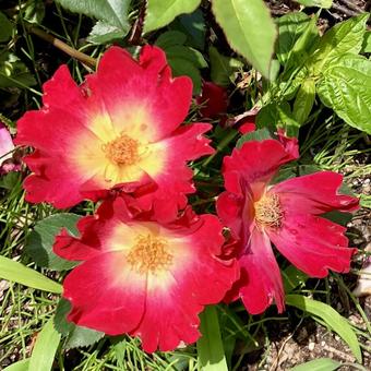 花★薔薇(バラ カクテル) 花★薔薇(バラ カクテル) カクテル,花,薔薇の写真素材