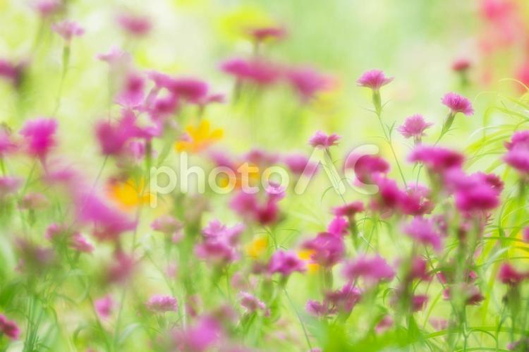 花_ソフトフォーカス_イメージ 花,バックグラウンド,背景の写真素材