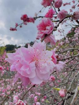 花桃 花桃の写真