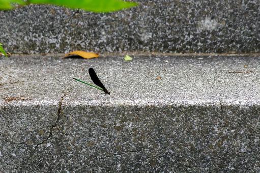 Photo, dragonfly, hagorotorbo, longhorn, 
