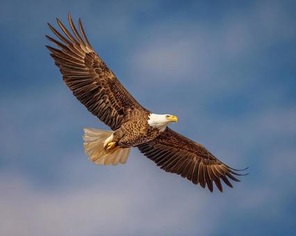 大空を悠然と飛ぶ、アメリカの象徴のワシ 大空を悠然と飛ぶ、アメリカの象徴のワシの写真