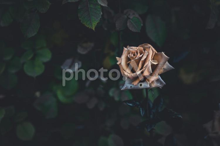 哀愁漂う寂しげな薔薇 薔薇の花,庭園,ガーデニングの写真素材