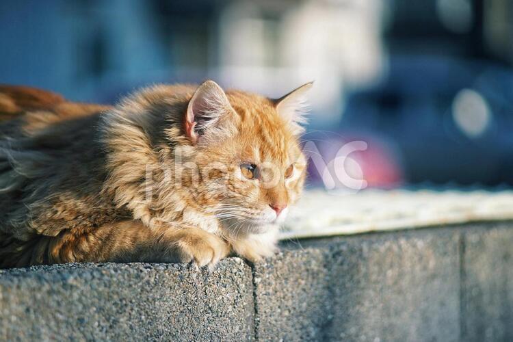 遠くを眺める猫 猫,毛,もふもふの写真素材