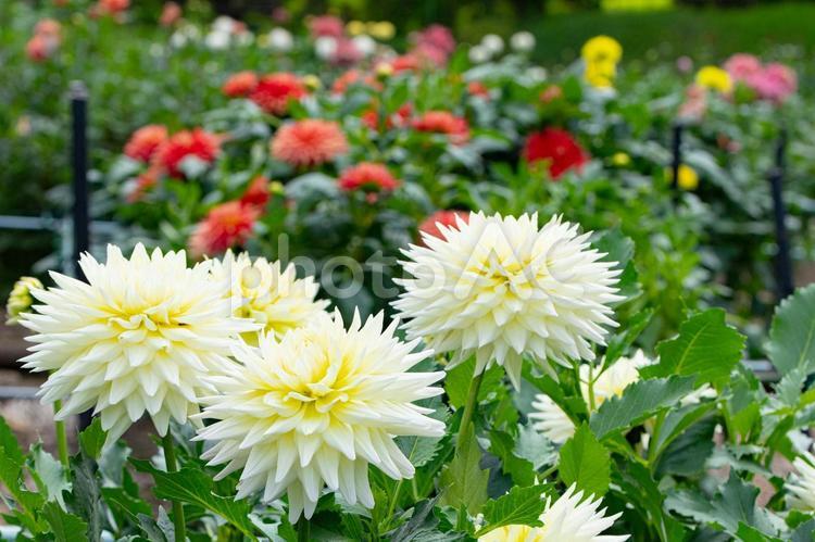 ダリアの花の咲くガーデン 花,花びら,庭の写真素材