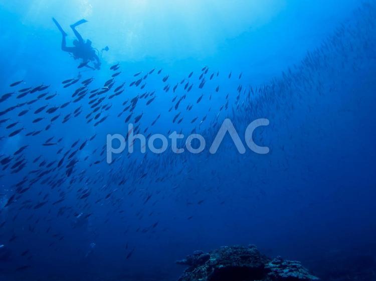 撮影するダイバー３ ダイビング,スクーバダイビング,海の写真素材