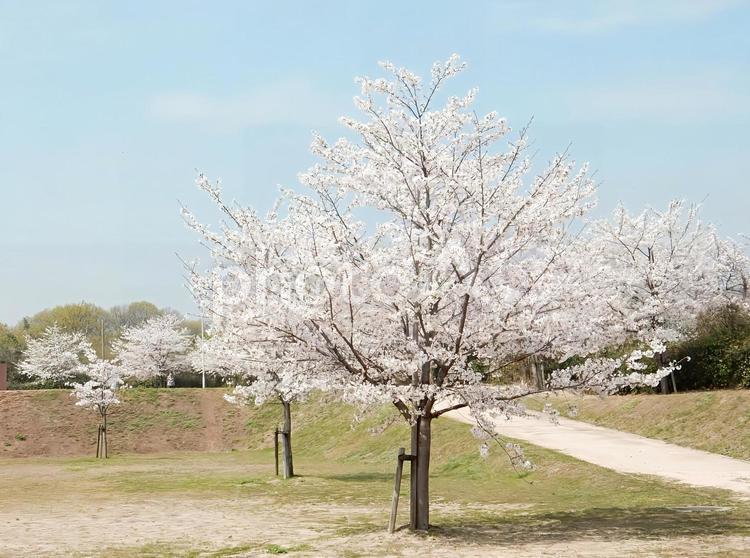 【桜の写真】桜が咲く風景 桜,さくら,サクラの写真素材