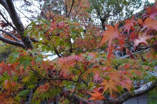 近ぇぇ 近ぇぇの写真