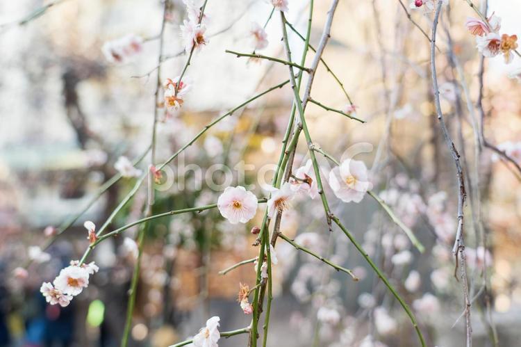 春の訪れを告げる梅の花 春,梅,自然の写真素材