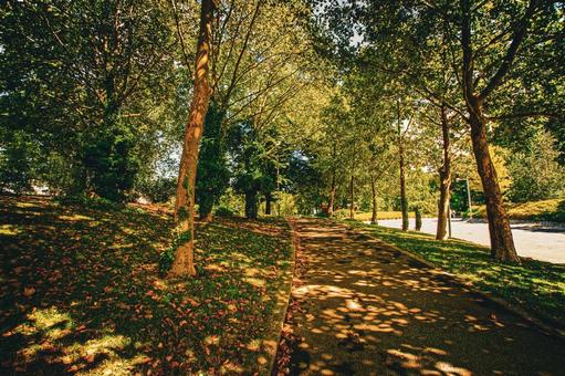 木陰の小道 木陰,小道,落ち葉の写真素材