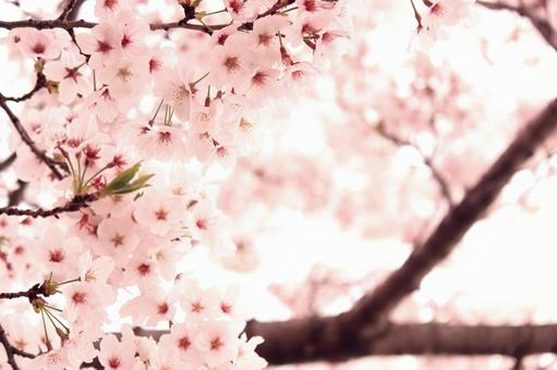 桜11 桜11の写真