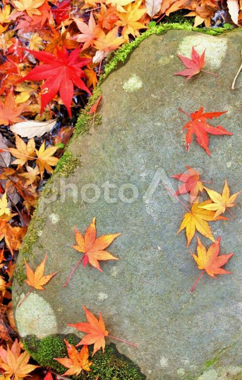 庭石に落ちたカラフルな紅葉、秋の風景 落ち葉,紅葉,枯れ葉の写真素材