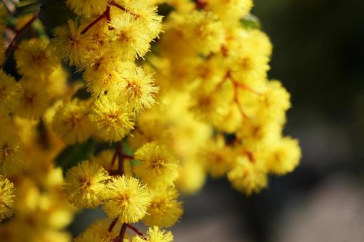 アカシア アカシア,春,季節の写真素材