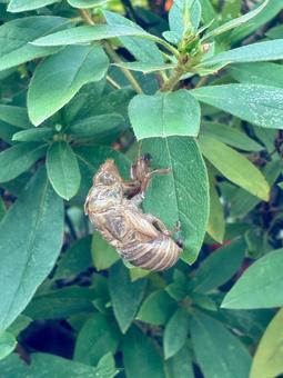 夏の名残の写真