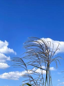 照片, 天空, 生動, 天氣, 