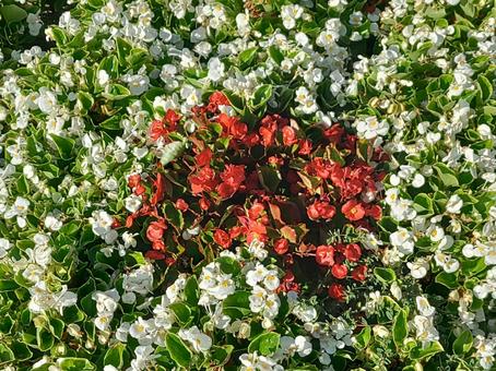 ベゴニア　赤×白 ベゴニア,ガーデニング,花の写真素材