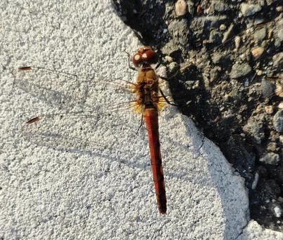 アキアカネ アキアカネ,赤トンボ,トンボの写真素材