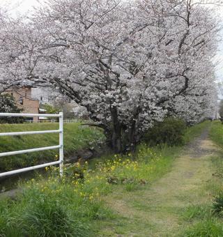桜並木と菜の花 桜並木と菜の花の写真