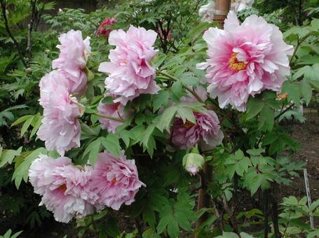Photo, button, blooming landscape, shrub, 