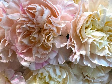 やさしいオフホワイト やさしいオフホワイト カーネーション,花,アップの写真素材