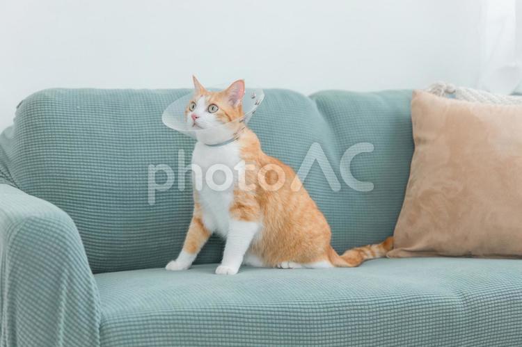 家でエリザベスカラーをつけた猫 猫,ペット,エリザベスカラーの写真素材