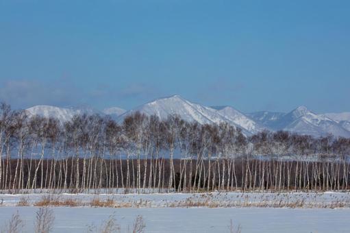 白樺林と冬の然別の山々 白樺林と冬の然別の山々 白樺林,青空,雪原の写真素材