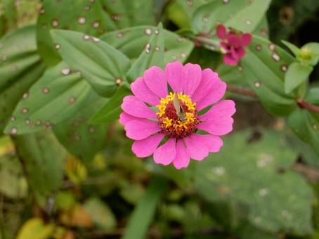 【花の写真】 ヒャクニチソウ(百日草) 【花の写真】 ヒャクニチソウ(百日草)の写真