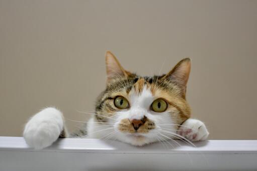 下から撮られた三毛猫 猫,三毛猫,ペットの写真素材