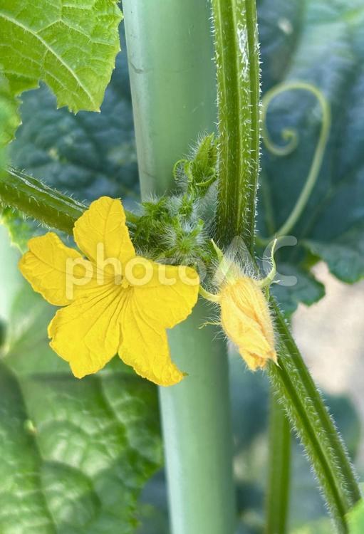 夏に美味しいキュウリの花（縦 キュウリ,黄色,野菜の写真素材