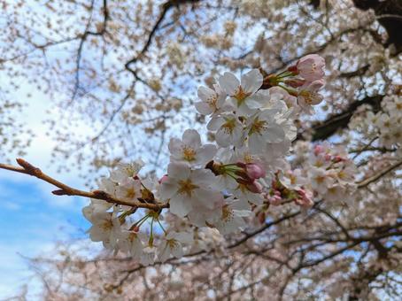 桜の写真