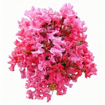 ピンクのサルスベリの花 ピンクのサルスベリの花 サルスベリ,ピンク,桃色の写真素材