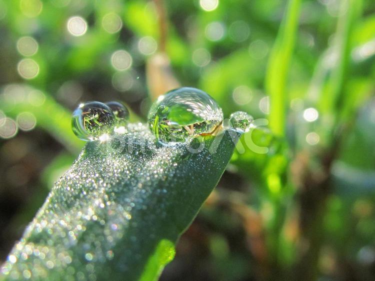 水滴と緑の葉 水滴,丸い水滴,小さい水滴の写真素材