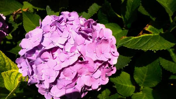 あじさいの花の写真