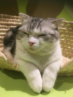 猫 猫の写真