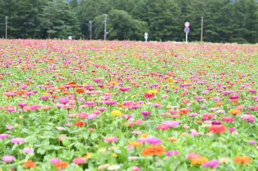 花畑 花畑の写真