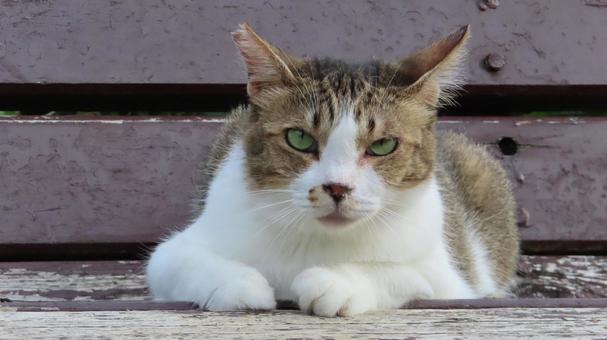 Photo, cat, kisishiro, lie down, 
