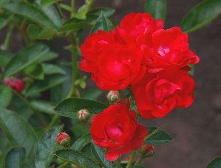 バラ グロワール・ドゥ・ミディ バラ グロワール・ドゥ・ミディ バラ,グロワール,ドゥの写真素材