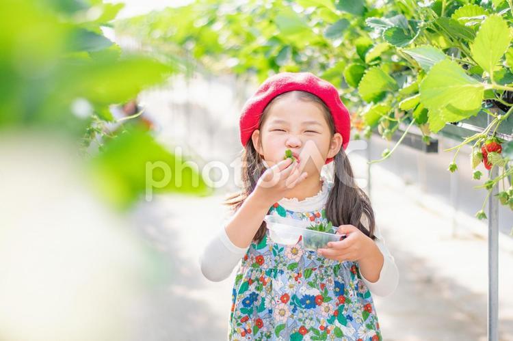 いちご狩りをする子供 いちご,いちご狩り,笑顔の写真素材