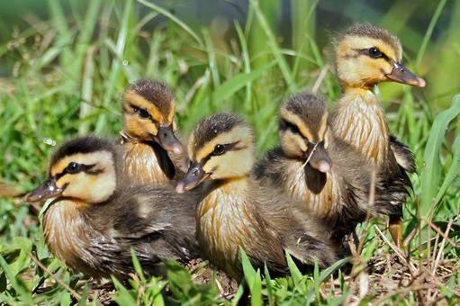 カルガモの雛たち カルガモ,鴨,かわいいの写真素材