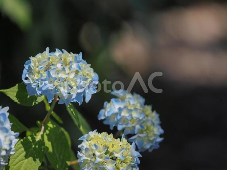 6月の紫陽花の画像 6月,紫陽花,あじさいの写真素材