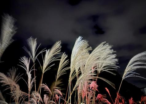 幽霊の 正体見たり 枯れ尾花 02 薄,芒,夜の写真素材