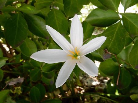 【花の写真】 タマスダレ(玉簾) 【花の写真】 タマスダレ(玉簾)の写真