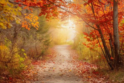 紅葉のトンネルと朝の光 紅葉のトンネルと朝の光の写真