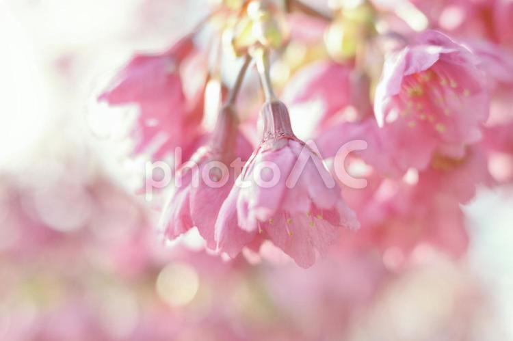 早春の柔らかな陽だまりと河津桜の花　2 桜,春,サクラの写真素材