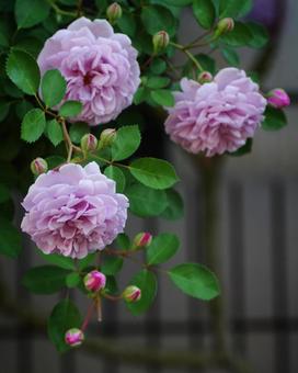 レイニーブルー243 バラ,ブルーローズ,roseの写真素材